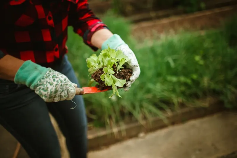 Start a garden and grow your own food