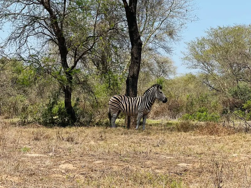 Safari in East or Southern Africa