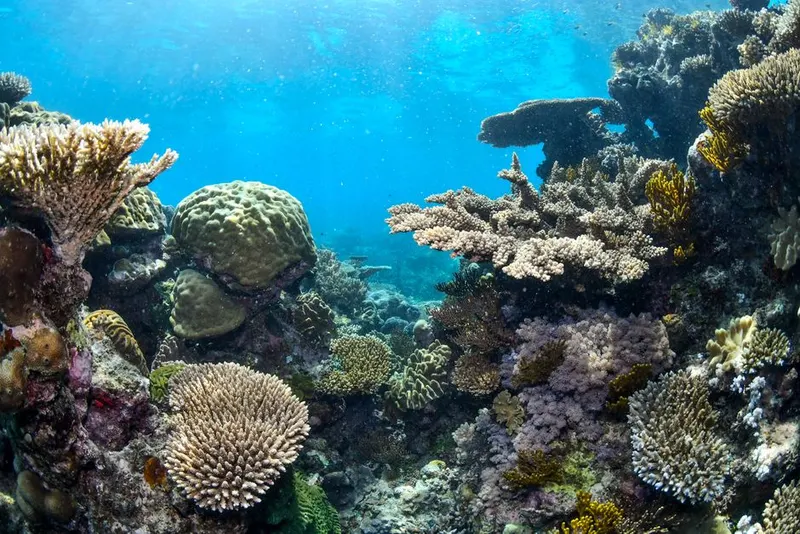 Dive the Great Barrier Reef